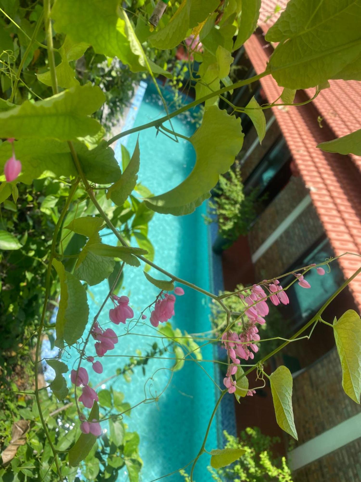 Sunshine Villa Thuy Bieu Hue Bagian luar foto